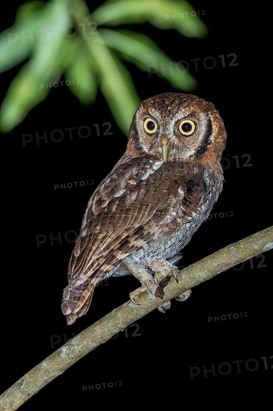 Tropical Screech Owl (Megascops choliba) perched on a branch in Panama