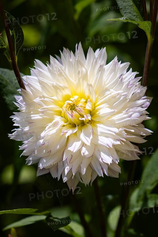 Dahlias (Dahlia), double, white, close-up flower, Ternitz, Lower Austria, Austria