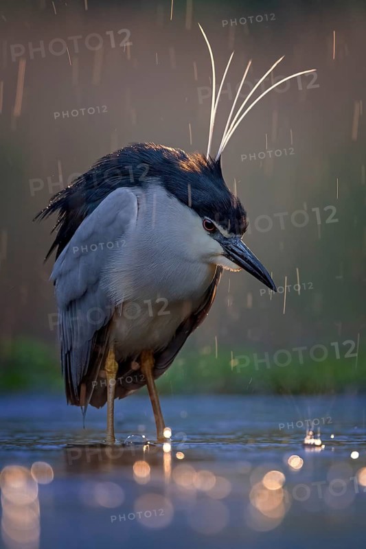 Black-crowned Night Heron (Nycticorax nycticorax) foraging, Kiskunsag National Park, Hungary