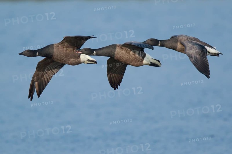 Brant Goose (Branta bernicla) group of three flying, Netherlands