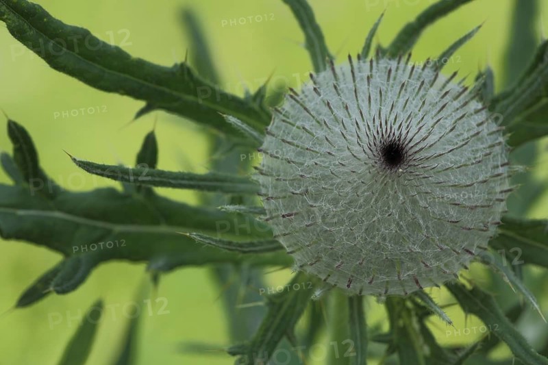 Wooly thistle (Cirsium eriophorum), nature photography, Hillenberg, UNESCO, biosphere reserve, Lange Rhön, Bavaria, Germany