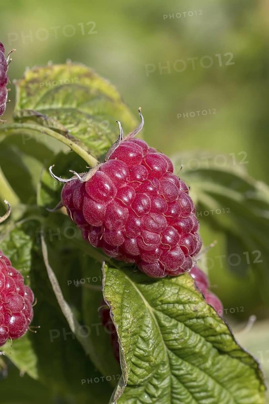 Autumn raspberry (Rubus idaeus 'Little Sweet Sister'), BS Sämann, Germany
