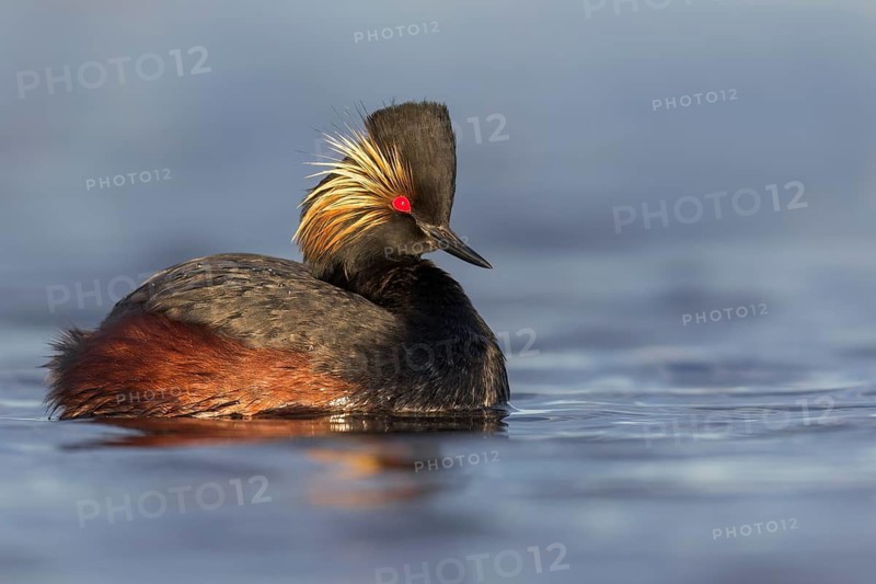 Eared Grebe (Podiceps nigricollis) swimming in a pond in Manitoba, Canada