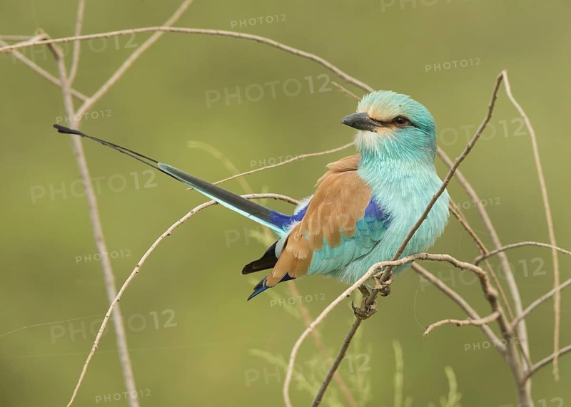 Abyssinian Roller (Coracias abyssinicus), Gambia