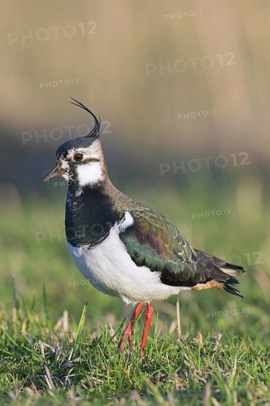 Northern lapwing (Vanellus vanellus) female foraging in meadow in spring