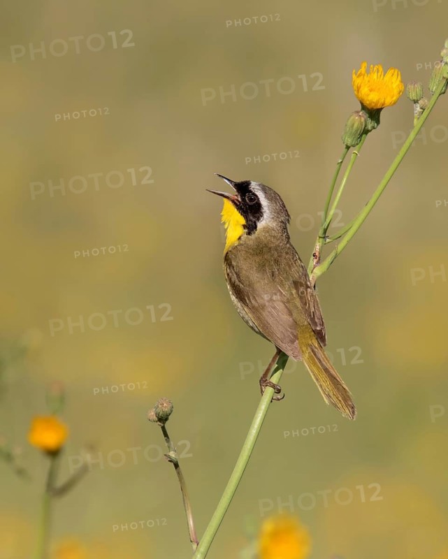 A male Common Yellowthroat, Geothlypis trichas, sings from a wild flower in a canola field, near Saskatoon, Canada