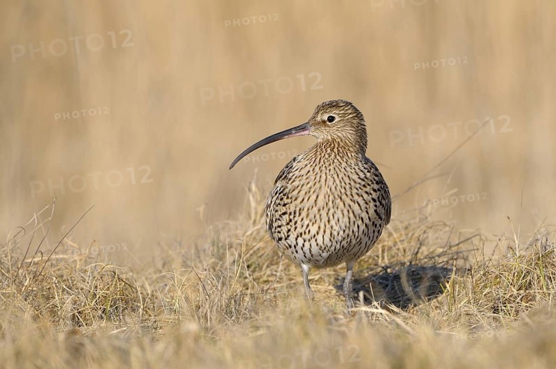 Grosser Brachvogel (Numenius arquata), Curlew, einzelner Altvogel, April, Insel Texel, Nordsee, Nordholland, Niederlande