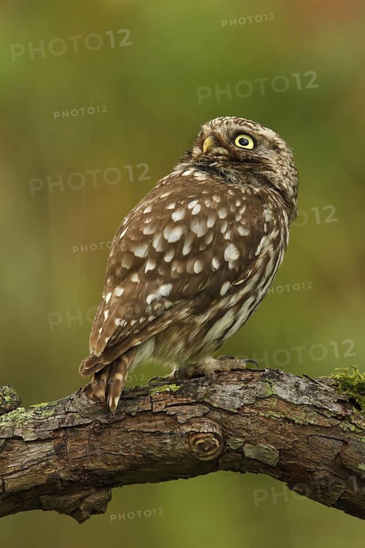 Little Owl (Athene noctua), Utrecht, Netherlands
