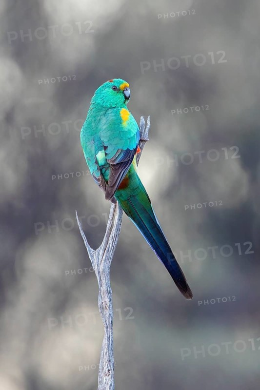 Mulga Parrot (Psephotellus varius) male perched on a branch, New South Wales, Australia