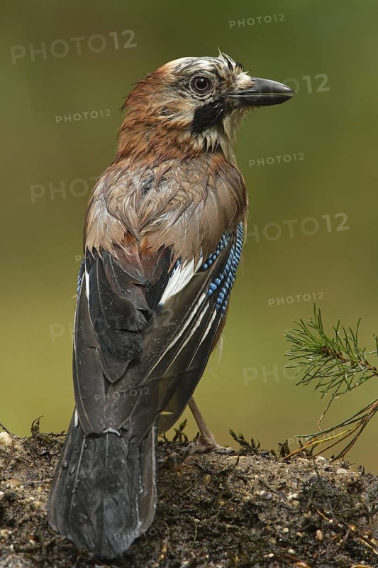 Eurasian Jay (Garrulus glandarius), Utrecht, Netherlands