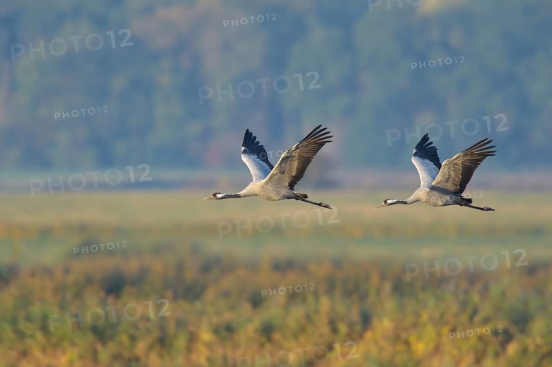 Common Crane (Grus grus) flying, Mecklenburg-Western Pomerania, Germany