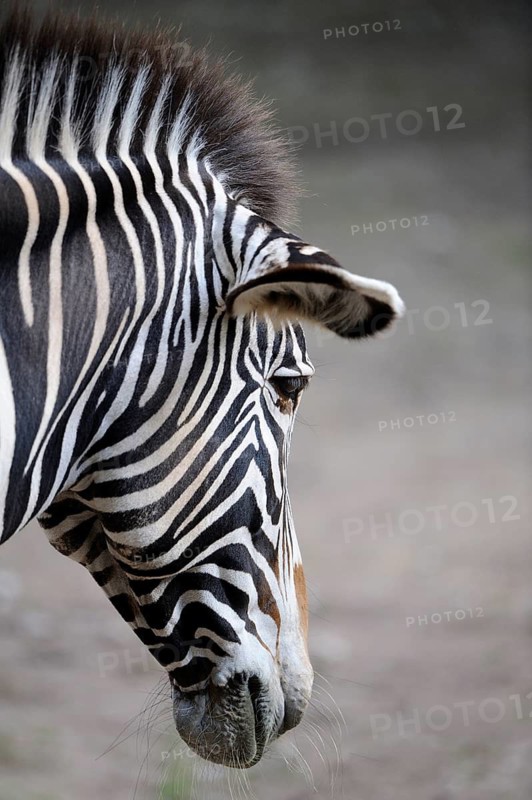Lateral view of a zebra with distinctive stripes against a neutral background, Grevy's zebra (Equus grevyi), captive