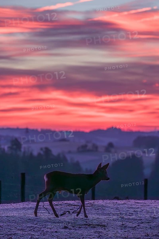 A male roe deer (Capreolus capreolus) crosses a frozen meadow before sunrise