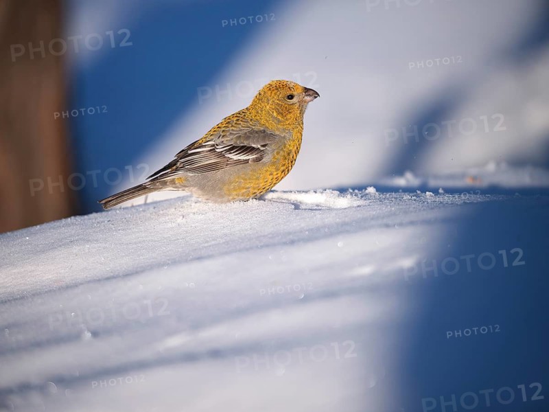 Juvenile spruce crossbill (Loxia curvirostra), Lapland, Finland, Scandinavia
