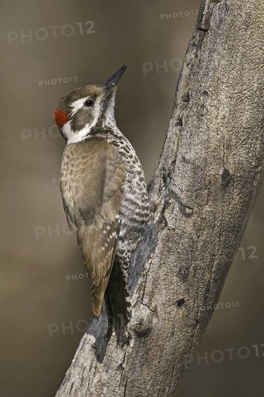 Arizona Woodpecker (Leuconotopicus arizonae), Arizona, USA