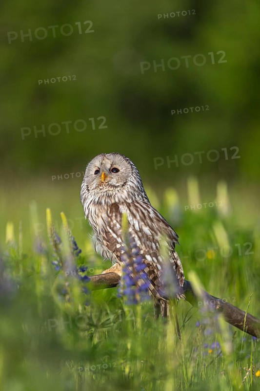 One Ural owl (Strix uralensis) sitting on a branch lying in a field of flowering lupines in late evening light