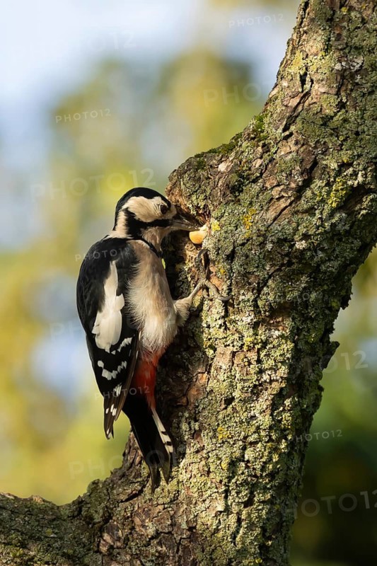 Great spotted woodpecker (Dendrocopos major) adult bird storing an acorn in a tree trunk in autumn, Suffolk, England, United Kingdom