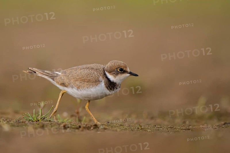 Little Ringed Plover (Charadrius dubius) juvenile, North Rhine-Westphalia, Germany