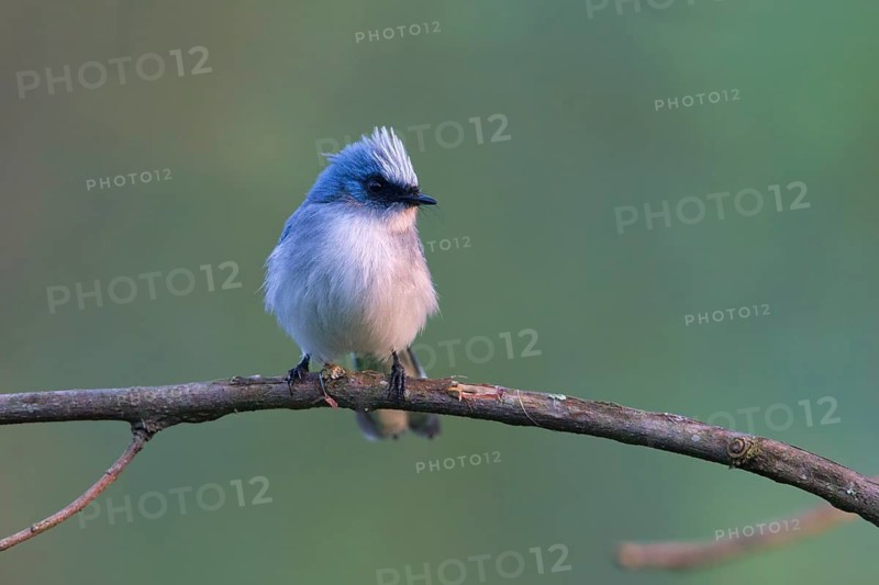 White-tailed Blue Flycatcher (Elminia albicauda) perched on a branch, Uganda