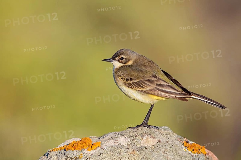 Black-headed Yellow Wagtail, Black-headed Wagtail, Motacilla flava feldegg, Motacilla feldegg, Bergeronnnette à tête noire, Lavandera Boyera Balcánica Lesbos, Greece