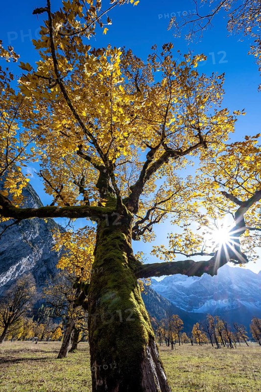 Sycamore maple with autumnal yellow foliage and Solaster endeca, large maple base in autumn, rocky mountain peaks behind, Rißtal in the Eng, Tyrol, Austria