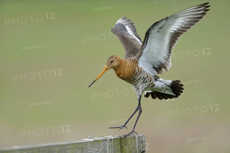 Uferschnepfe (Limosa limosa), Black-tailed Godwit, landender Altvogel auf Sitzwarte, Mai, Nijkerk, Niederlande