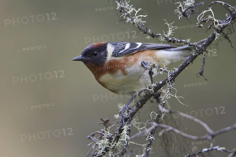 Bay-breasted Warbler (Setophaga castanea), Manitoba, Canada