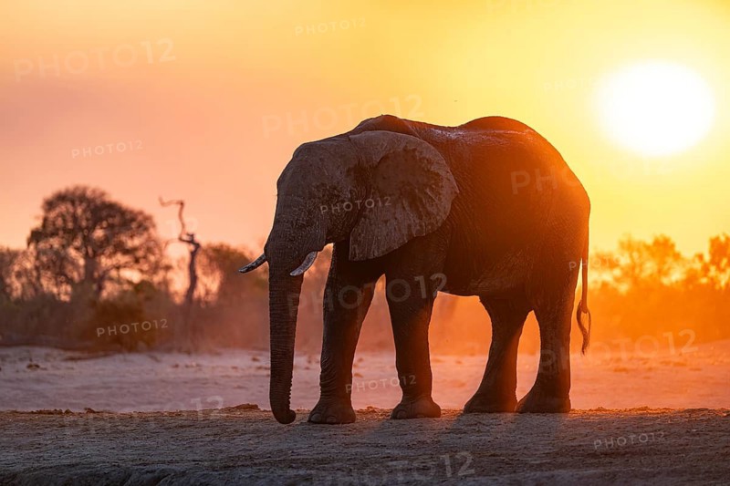 African elephant (Loxodonta africana), sunset, Savuti, Chobe National Park, Botswana