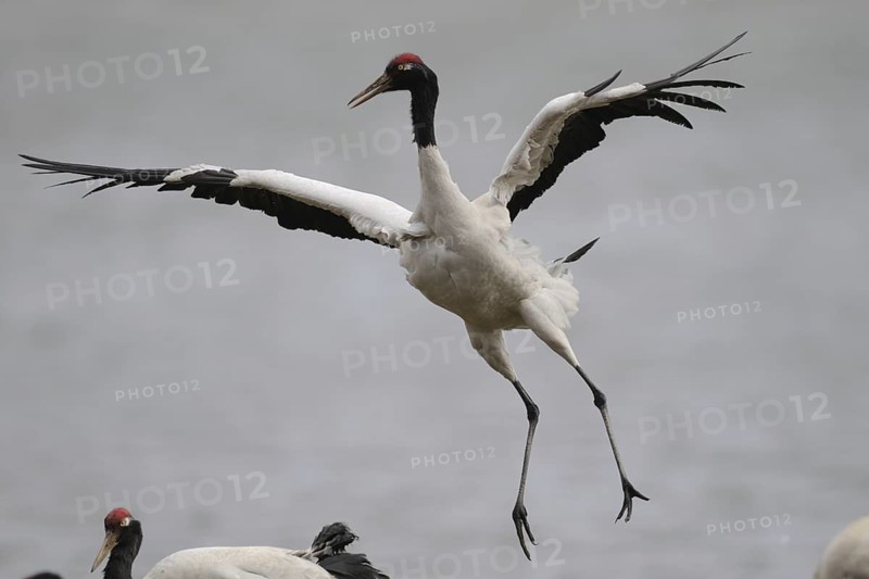Black-necked Crane (Grus nigricollis) flying, Dashanbo, China