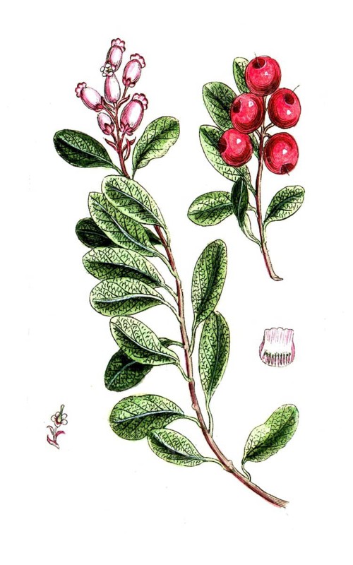 Arbutus uva-ursi, Arctostaphylos uva-ursi, real or evergreen bearberry, digital reproduction of a historical model, between 1790 and 1810
