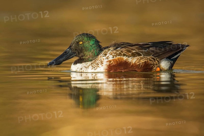 Northern Shoveler (Spatula clypeata) male, Arizona, USA