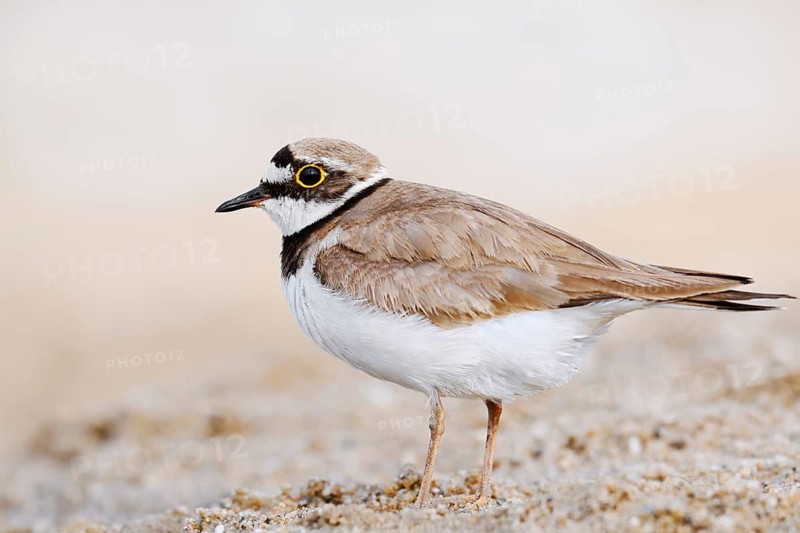 Little Ringed Plover (Charadrius dubius), North Rhine-Westphalia, Germany