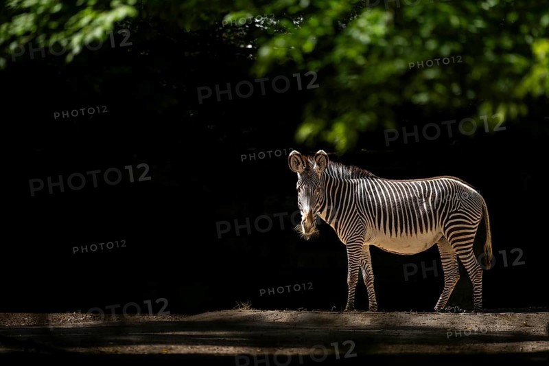 Grévy's zebra (Equus grevyi) standing on the ground, Germany