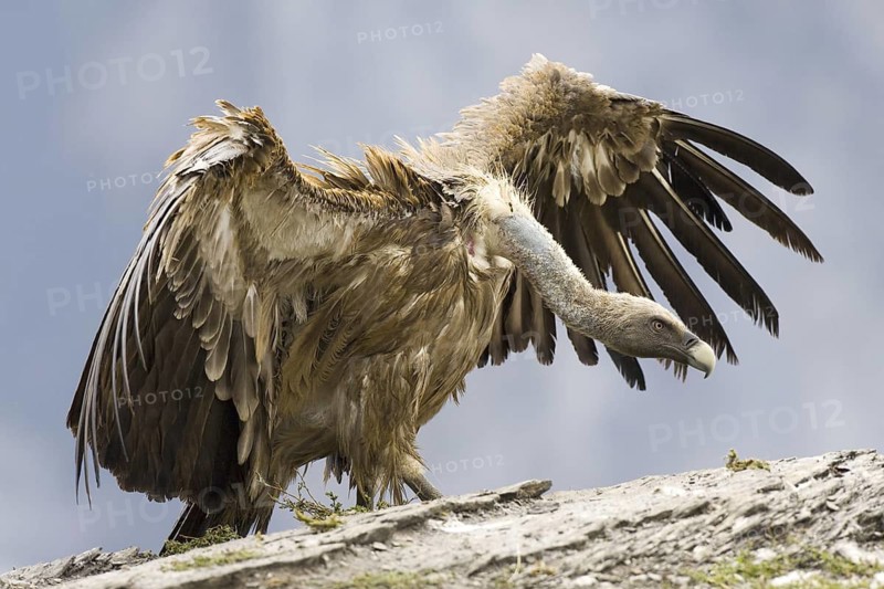 Griffon Vulture (Gyps fulvus), Aragon, Spain