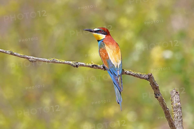 European bee-eater (Merops apiaster) sitting on a branch covered with green lichen, dorsal view, Lake Neusiedl, Burgenland, Austria