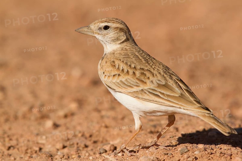 Greater Short-toed Lark (Calandrella brachydactyla), Morocco