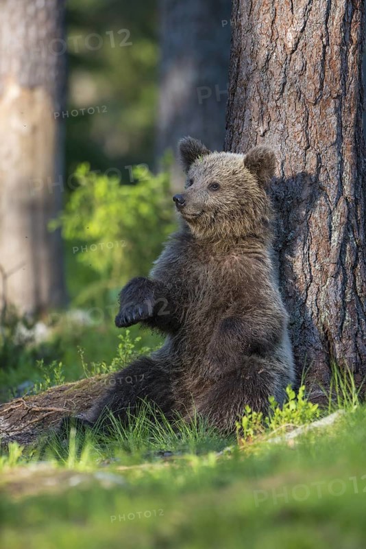 Eurasian Brown Bear (Ursus arctos) cub resting on forest floor leaning against tree, Finland