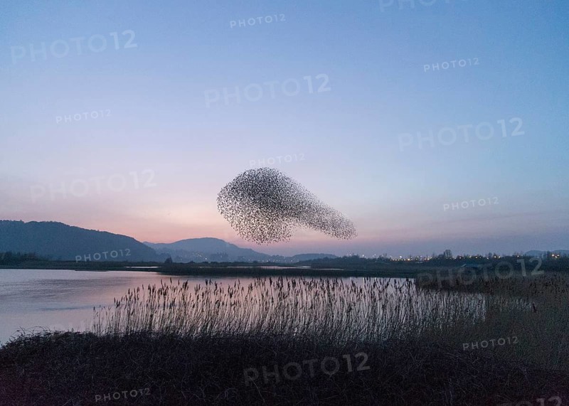 Common Starling (Sturnus vulgaris) huge flock flying in formation, Wales, United Kingdom