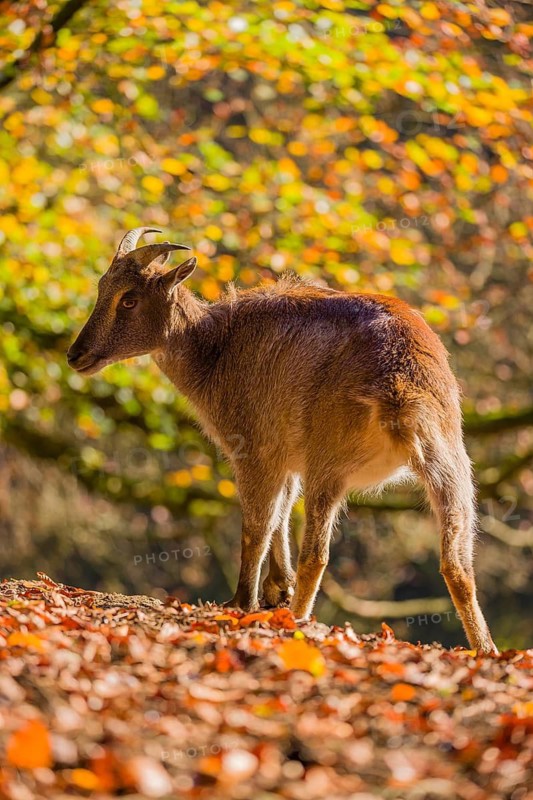 Two female Himalayan tahr (Hemitragus jemlahicus) are backlit in a forest. In the background is a dense autumn forest