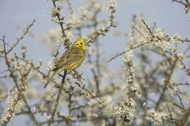 Yellowhammer (Emberiza citrinella), Saxony, Germany