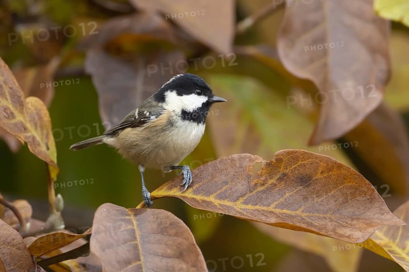 Coal tit (Periparus ater) adult garden bird in a Magnolia tree with autumn colour leaves, Suffolk, England, United Kingdom