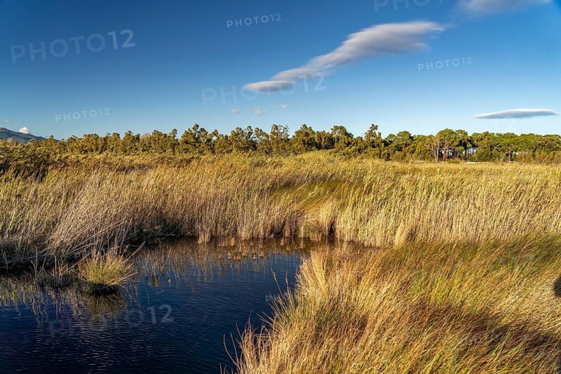 Étang de Biguglia Lagoon Nature Reserve in Biguglia near Bastia, Corsica, France