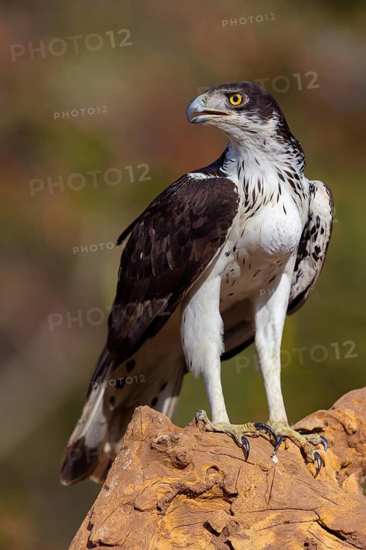 African Hawk-eagle, Acacia eagle, (Aquila spilogaster), perch, Tendaba camp / Tendaba photo hid, Kwinella, South Bank, Gambia