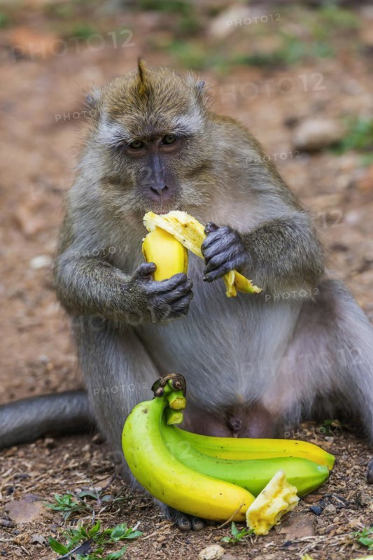 Monkey with banana in temple Wat Sok Tham, macaque, mammal, gazing, gazing, wild, free-living, tropical, pride, tropics, asian, animal, wildlife, rhesus, food, nutrition, eating, eating, sitting, feeding, feeding, temple monkey, sacred, jungle, hairy, cheeky, hairy, Kao Sok National Park, Thailand