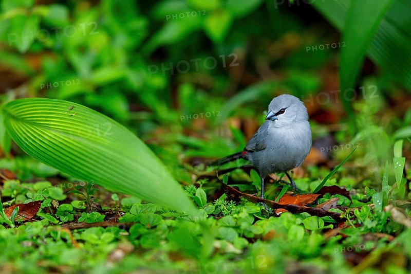 Black-tailed finch, (Estrilda perreini), migratory bird, family of finches, Africa, iSimangaliso Wetland Park, St. Lucia, KwaZulu-Natal, South Africa