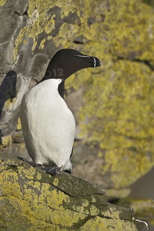 Razorbill (Alca torda), Iceland