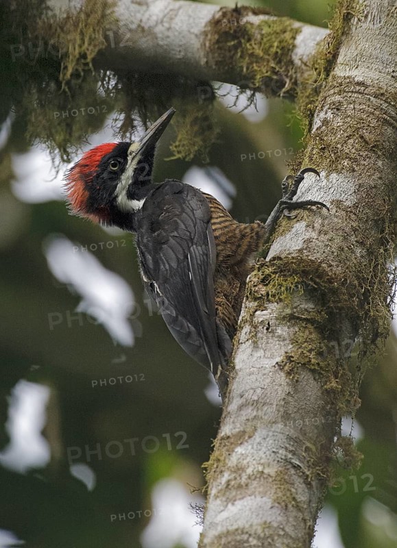 Powerful Woodpecker (Campephilus pollens) male, Pichincha, Ecuador