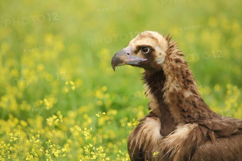 Portrait of black vulture (Aegypius monachus) in yellow flower meadow, Torrejon el Rubio, Monfragüe, Extremadura, Spain