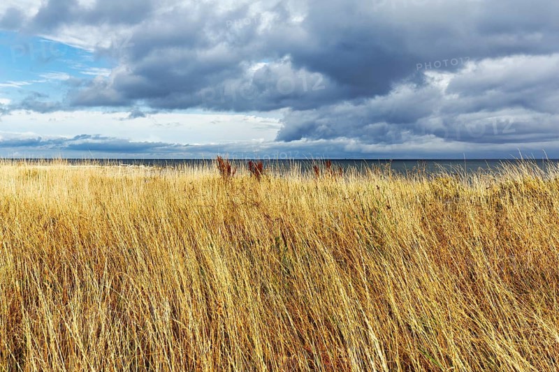 Dry grasses, reeds, coastline, shore zone, dramatic cloudy sky, furils nature reserve and bird sanctuary in summer, Furilles island, Furilds, near Gotland, Baltic Sea, Sweden