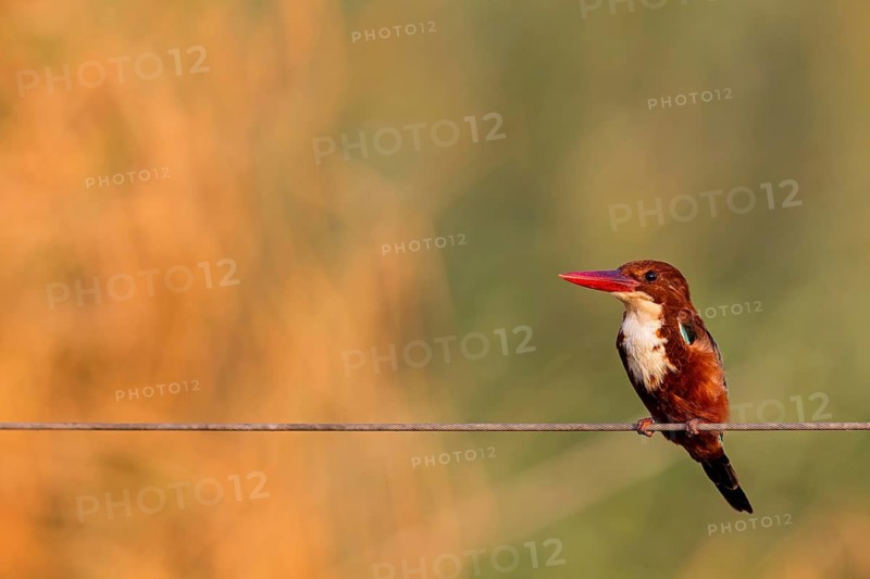Brown kingfisher, (Halcyon smyrnensis), kingfisher, animals, birds, kingfisher family, Lahavot HaBashan Fish Ponds, Hula Valley, Northern District, Israel